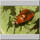 Deraeocoris ruber - Rote Weichwanze 05b.jpg